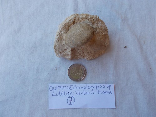 FOSSILE