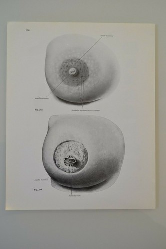 Planche anatomie humaine la - planche,