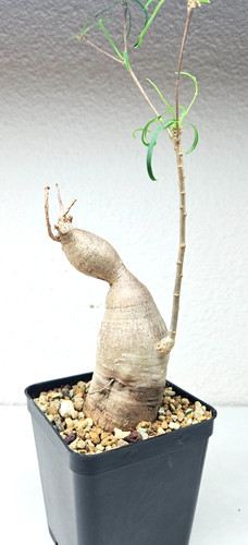 Euphorbia hedyotoides
