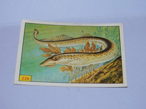 Image panini animaux - image,