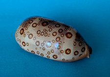 Cypraea Argus Contracasta 68,4