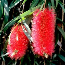 Graines de Callistemon
