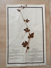 Ancien Herbier Botanique