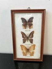 TAXIDERMIE ENTOMOLOGIE