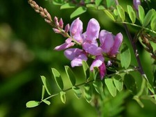 True Indigo - Indigofera tinctoria - 25+ graines - Graines - Graines - E 235