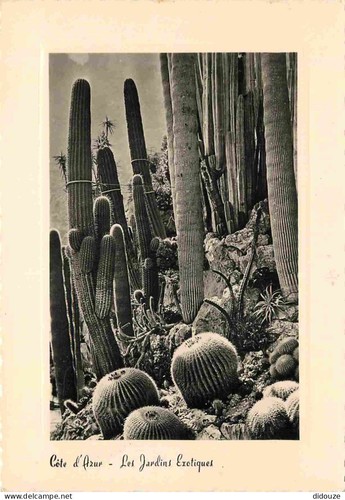 Carte postale fleurs - -,