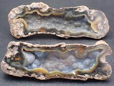 Géode de Calcédoine dans un Corail Fossile Tampa Bay Hillsborough Floride USA