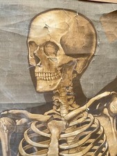 Affiche Ancienne Scolaire Vintage & Ecole Dr Auzoux School Poster Squelette N 1