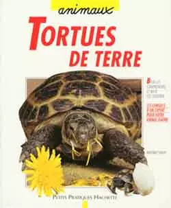 Tortues terre bien les - tortues, :
