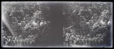 France Famille Arbre c1940 Photo NEGATIVE Plaque Stereo Vintage V36L2n 