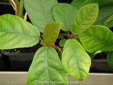 Ficus repens Tikoua ° 1 plant