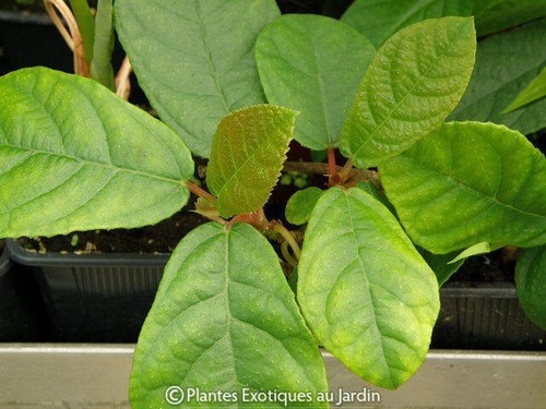 Ficus repens tikoua - ficus, 1
