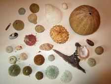 Lot de coquillages divers