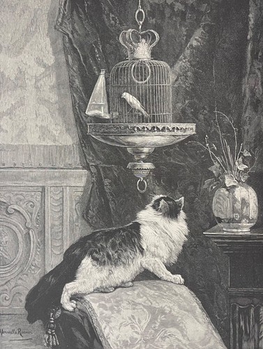 Chat oiseau tentation - et,