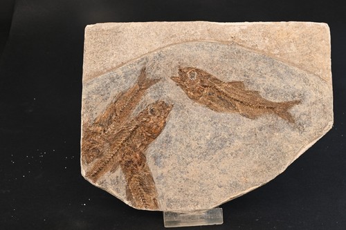 Poissons fossile dapalis - fossile,