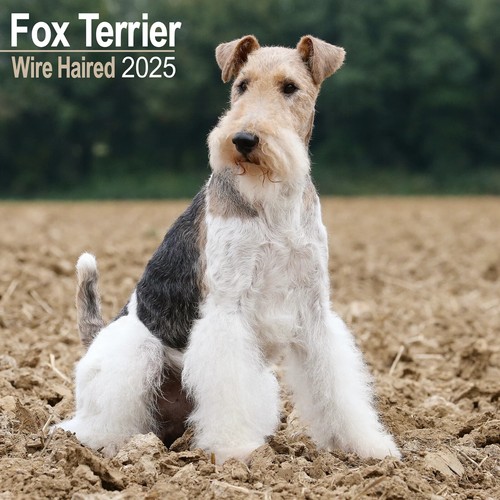 Calendrier 2025 fox terrier - 2025,