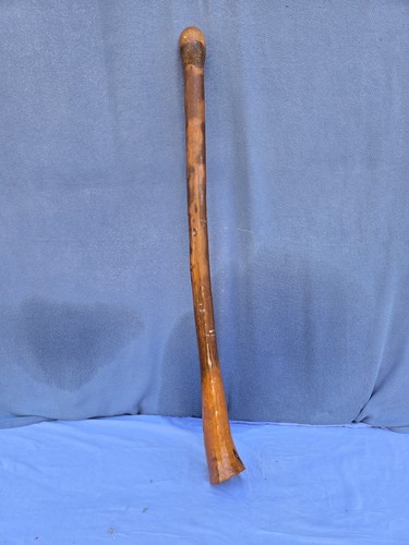 Australian termite hollowed - australian,, termite-hollowed