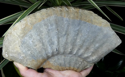 Grande ammonite fossile - grande,