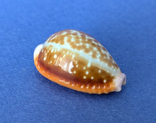 Cypraea Helvola Argella 25,4 mm f+++/gem Madagascar " Beau spécimen "