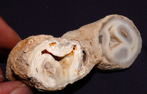 Embout corail fossilisé - embout, de