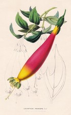 Lisianthus Princeps Colombie Fleur Botanique Van Houtte Lithographie