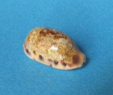 Cypraea Caurica Elongata 27,4 mm Gem Djibouti " Beau spécimen "