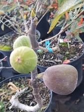 Ficus carica 'Rouge de