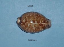 Cypraea   Mappa Viridis     F