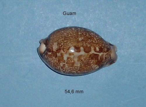 Cypraea mappa viridis f - mappa,