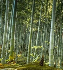 25 Graines - Bambou Géant Moso, Phyllostachys Edulis - Bambou D'hiver - NT