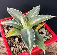 Agave Titanota “Werewolf"