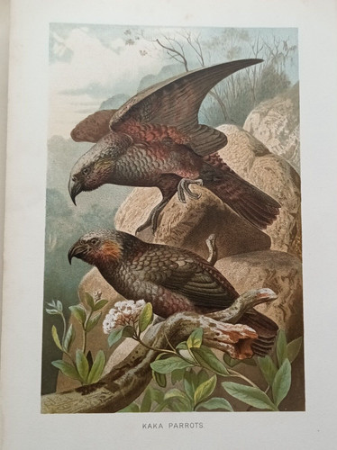 Ornithologie perroquet - ornithologie,