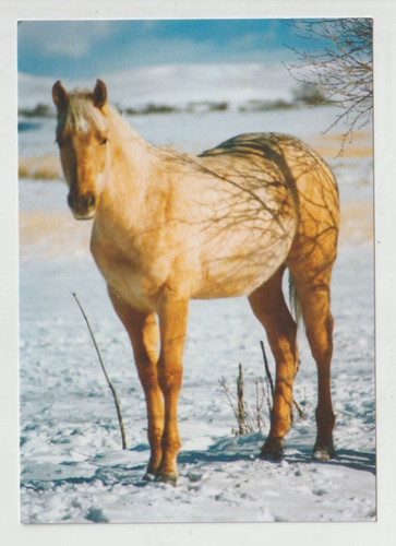 Commanding palomino stallion - commanding,