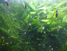 Escargots Mélanoides, 5 Euros