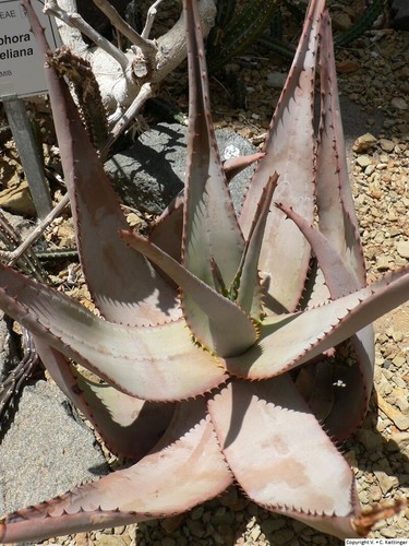 Tres rare graines aloes - 4, d'