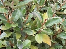 3 Boutures bio eleagnus chalef