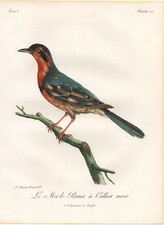 Amsel Blackbird Oiseaux