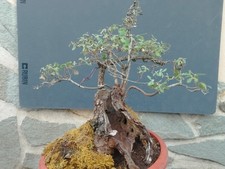 Pré bonsaï chêne rovella - pré-bonsaï,