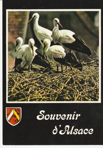 Cpsm souvenir alsace - d',