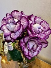 Gloxinia hybride, variété « Royal Night ». 1 feuille fraîchement coupée.