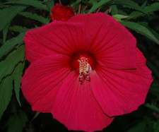 HIBISCUS MOSCHEUTOS ROUGE, 20 GRAINES avec GRATUIT