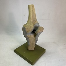 Somso NS19 Knee Joint