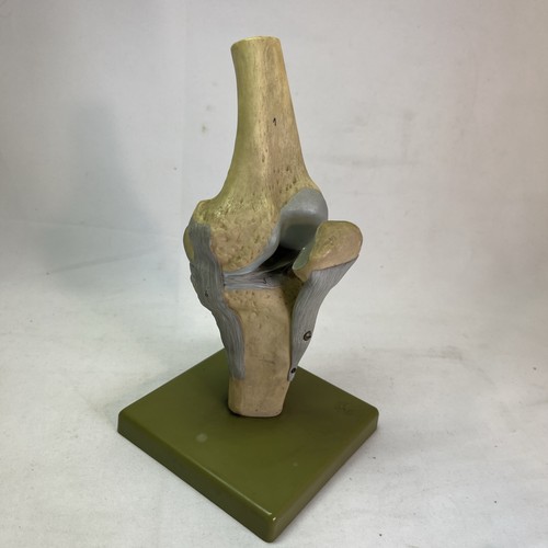 Somso ns19 knee joint - ns19,