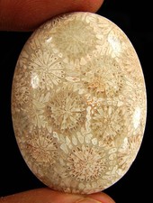 41.50 Ct Coquillage Fossile