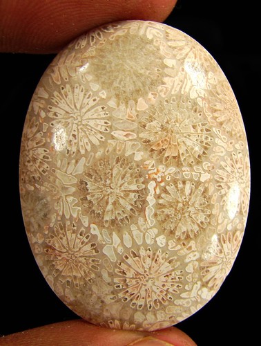 Coquillage fossile - ct,