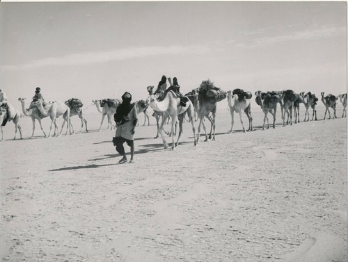 Sahara 1950 caravane - 1950,