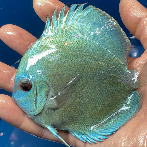 Blue diamond discus - blue,