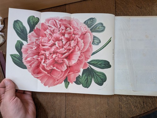 Livre ancien van - ancien-van, houtte-flore