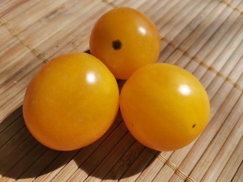 Graines tomate gold - graines,
