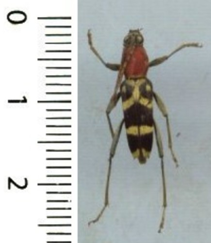 Cerambycidae chlorophorus - cerambycidae,